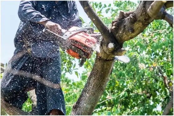 tree services China Spring